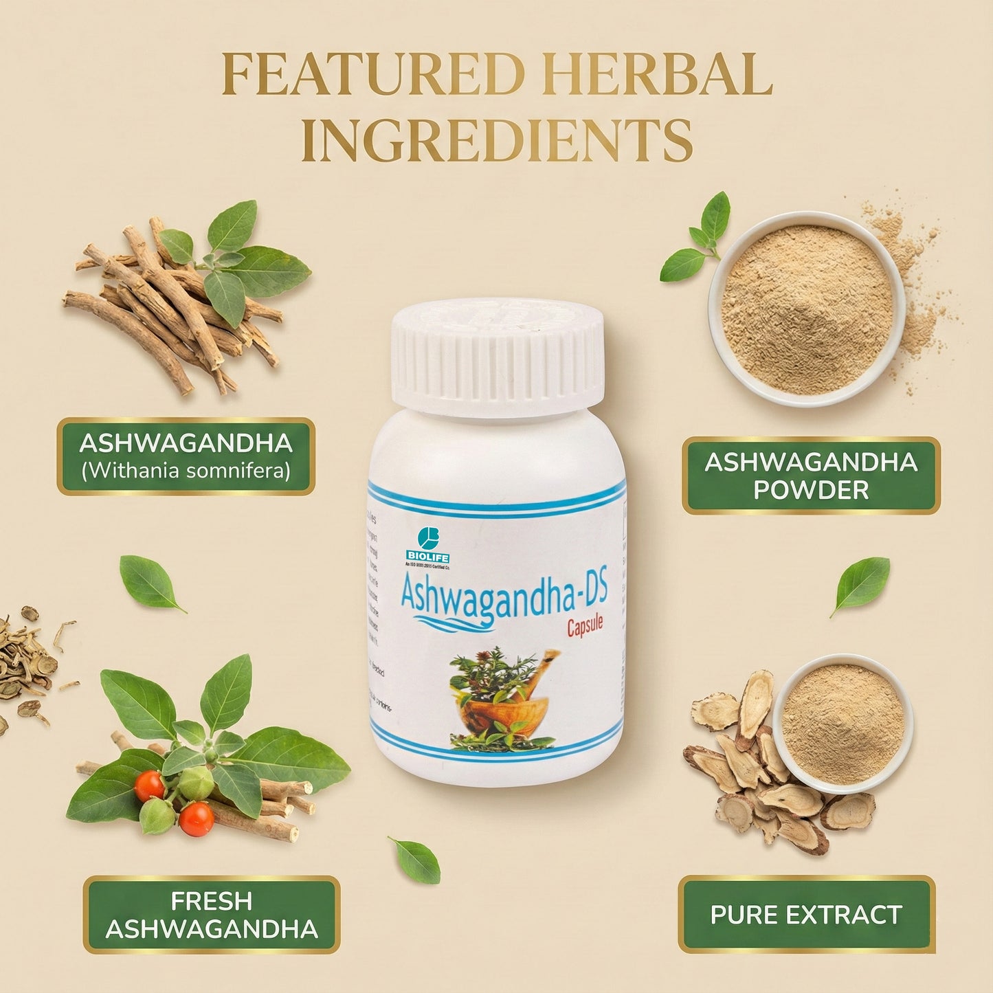 ASHWAGANDHA CAPSULES | Muscle & Strength Enhancement (1x60)