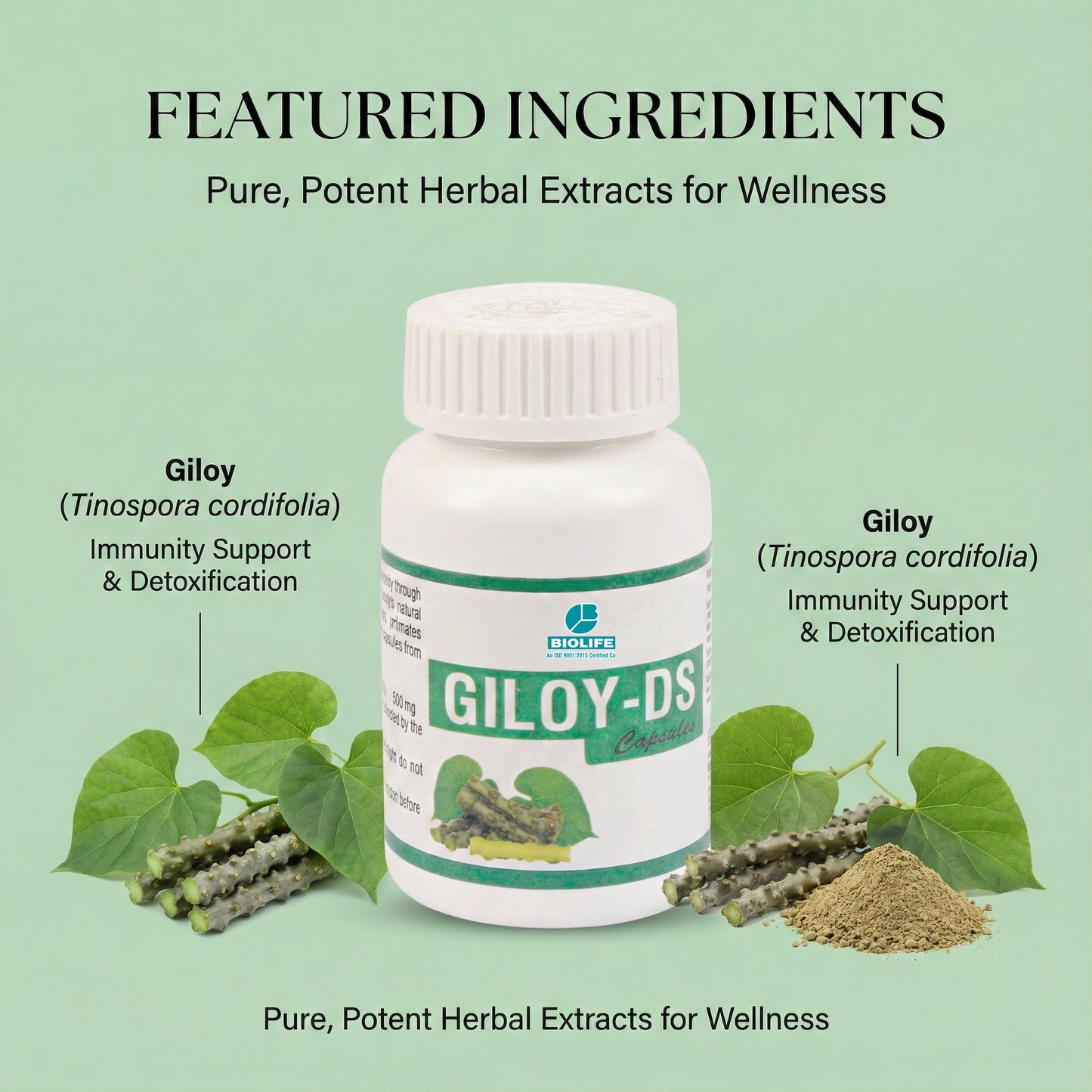 GILOY CAPSULES | Potent Immunity Booster (1x60)
